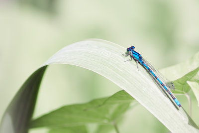 Odonate - Agrion