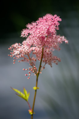 Filipendula