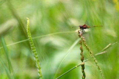 Sympetrum