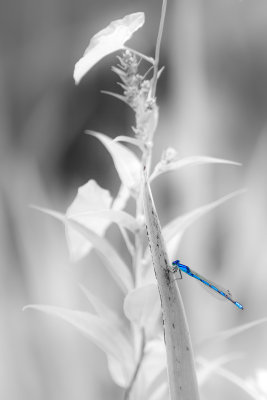  Agrion