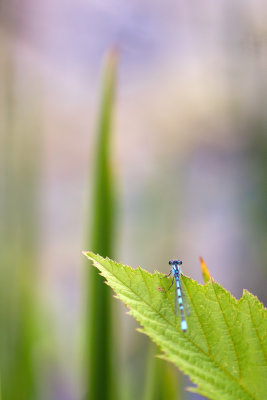 Agrion