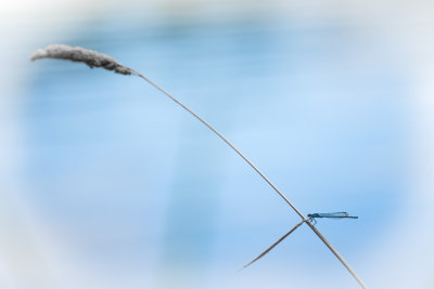 Agrion