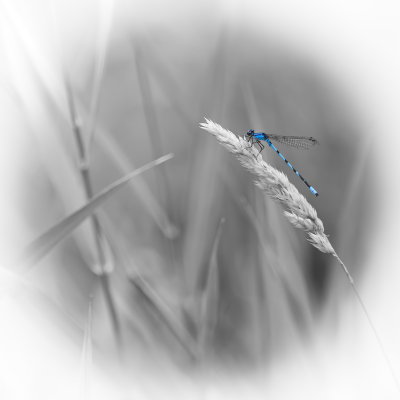 Agrion