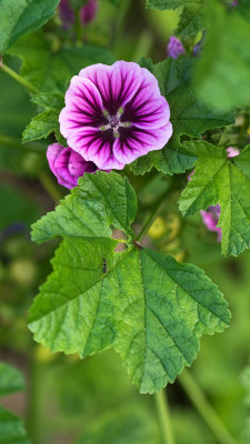 Fleur et Fourmi