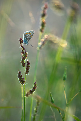 Le crpuscule des dieux 