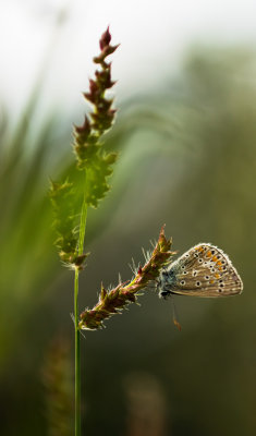 Lpidoptre 