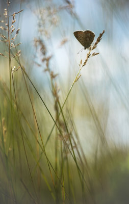 Lpidoptre