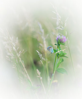 Lpidoptre 