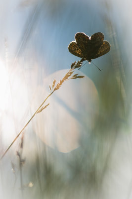  Le crpuscule des dieux