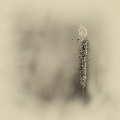 Polyommatus icarus 