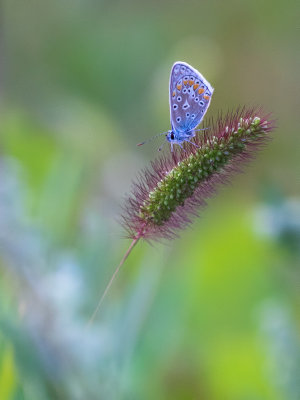 Polyommatus icarus