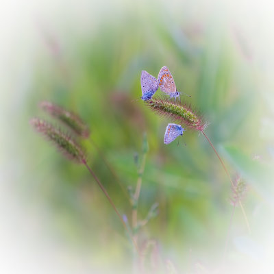  Polyommatus icarus