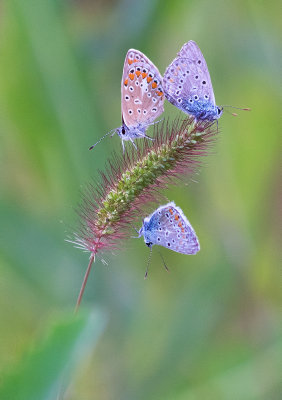  Polyommatus icarus 