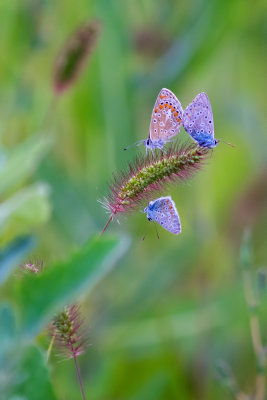 Polyommatus icarus 