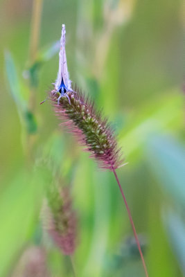 Polyommatus icarus