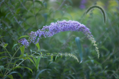 Buddleia