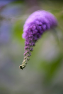 Buddleia