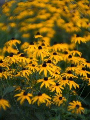 Rudbeckies