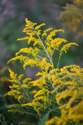 Verges d'or