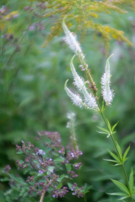 Plantes
