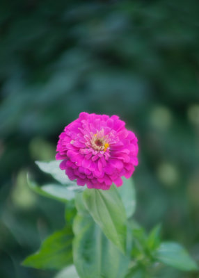 Zinnia