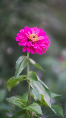 Zinnia