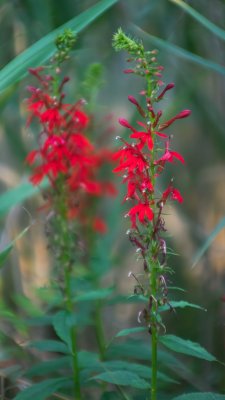 Lobelia cardinalis