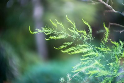 Plante