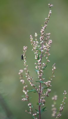 Mouche sur Armoise