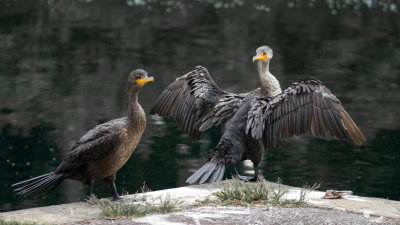 Cormorans