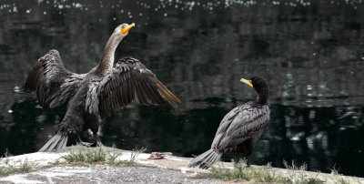  Cormorans 