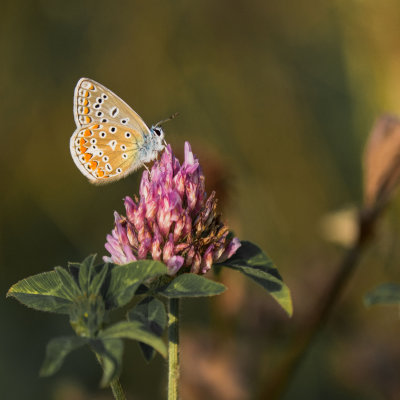  Polyommatus icarus