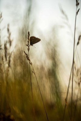  Polyommatus icarus