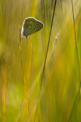 Polyommatus icarus 