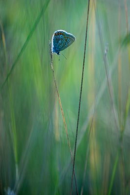 Polyommatus icarus 