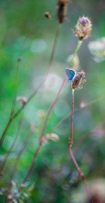 Polyommatus icarus 