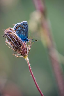 Polyommatus icarus 