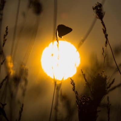 Polyommatus icarus