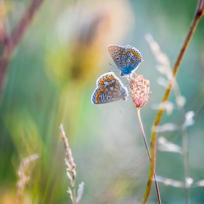 Polyommatus icarus