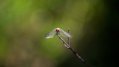 Odonate