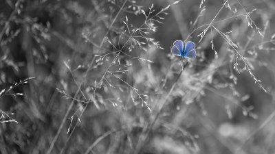 Le petit Papillon bleu de la couleur de tes yeux