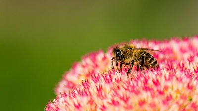 Abeille