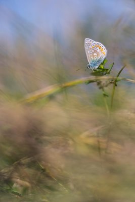 Polyommatus icarus