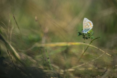 Polyommatus icarus 