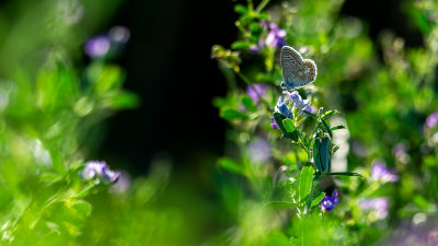 Polyommatus icarus