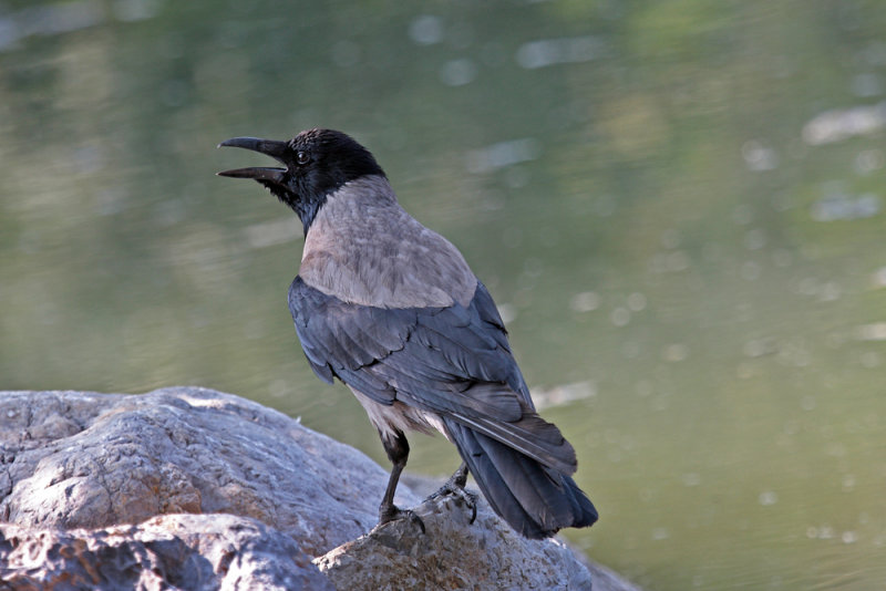 vrana - corvus cornix (IMG_3077p.jpg)