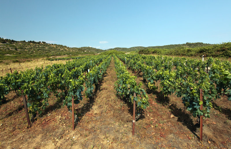 vineyard on island Vis (IMG_3057m.jpg