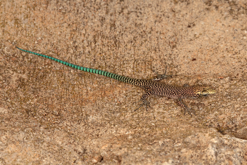lizard camuflage - kučar (IMG_3311m.jpg)