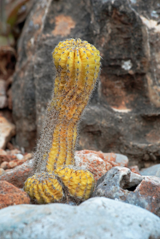 cactus (IMG_3683m.jpg)