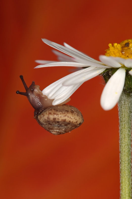 snail on daisy (_MG_0034m.jpg)